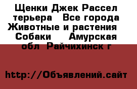 Щенки Джек Рассел терьера - Все города Животные и растения » Собаки   . Амурская обл.,Райчихинск г.